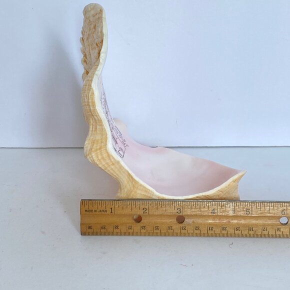 Mayan Image and Glyphs MesoAmerican Carved Queen Conch Shell Mexico - Picture 7 of 7